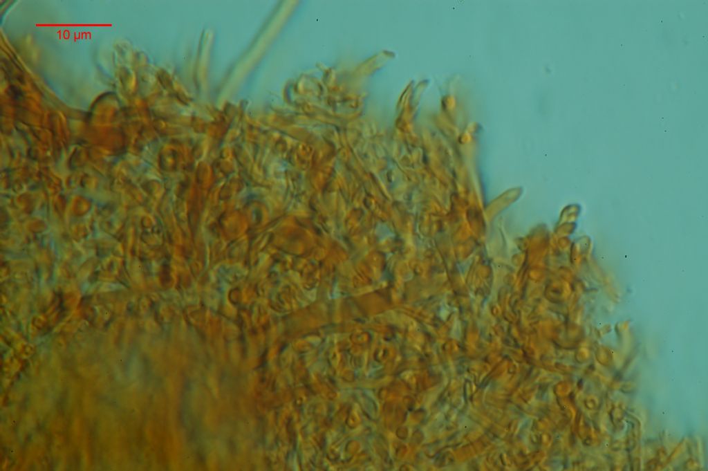 Inonotus obliquus